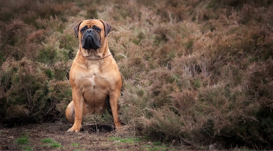 Healthy Dog Sitting Outdoors in Brush