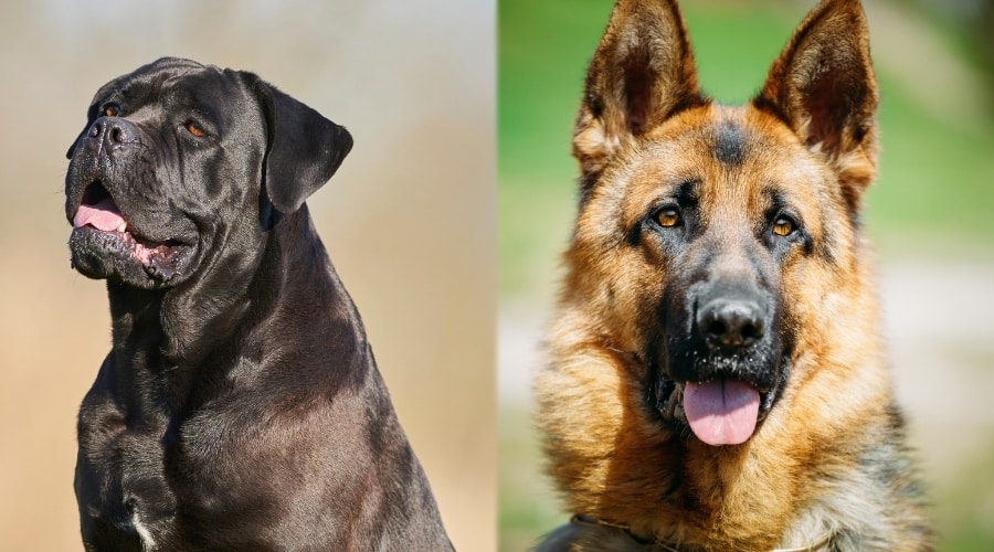 Healthy Dogs Sitting Outside