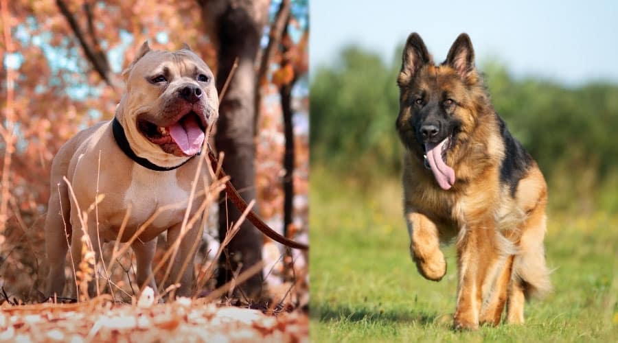 Healthy Dogs Walking Outside