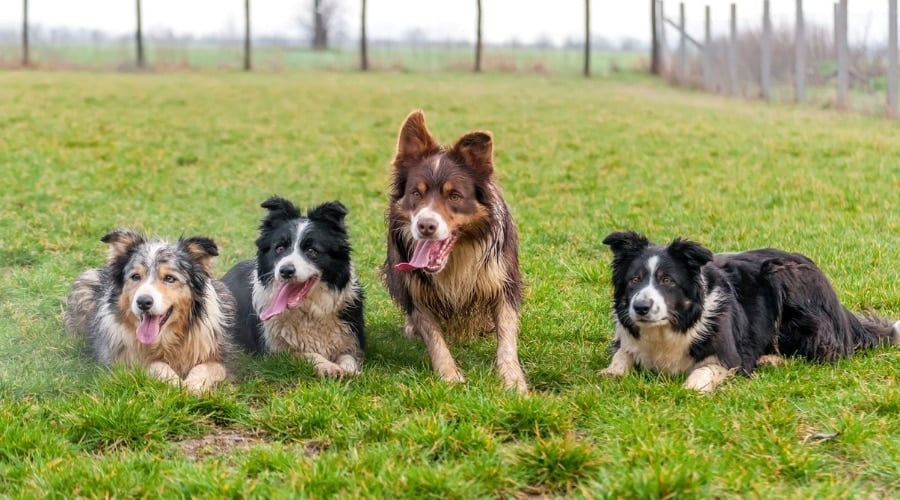 Healthy Dogs in Pasture