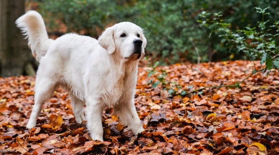 Healthy English Cream Retriever.