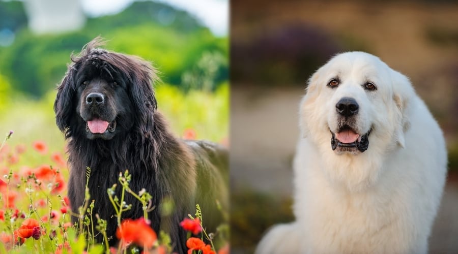 Healthy Fluffy Dogs Laying Down Outdoors