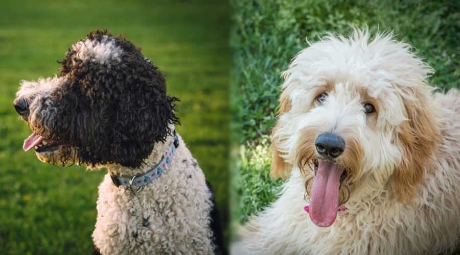 Healthy Fluffy Dogs Outdoors