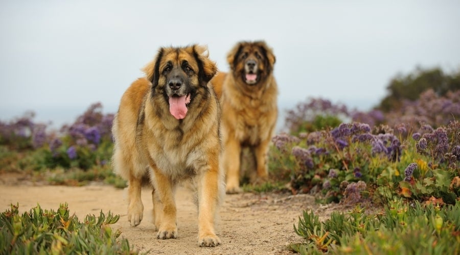 Healthy Fluffy Dogs Walking Outdoors