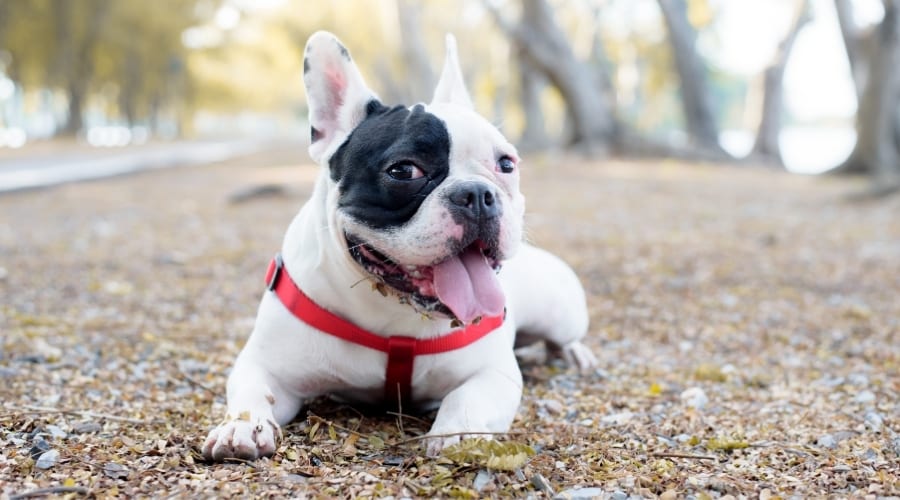 French Bulldog lying outside.