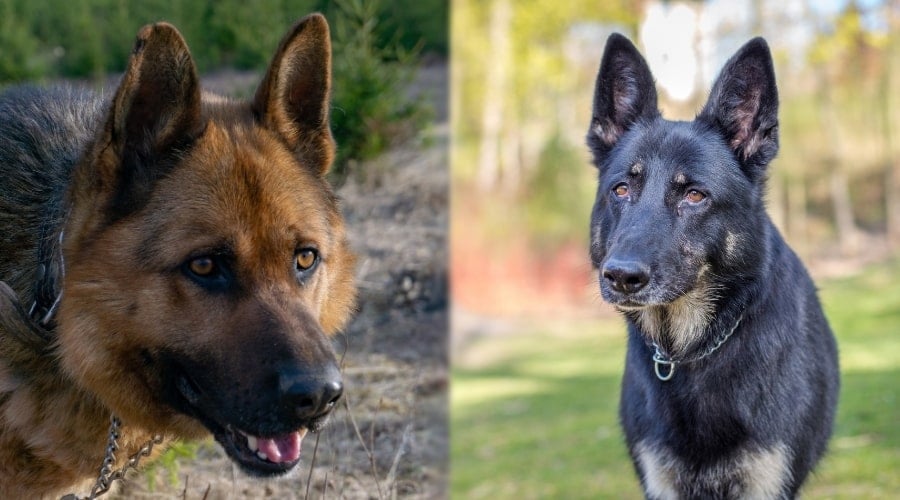 Healthy German Shepherd Dogs
