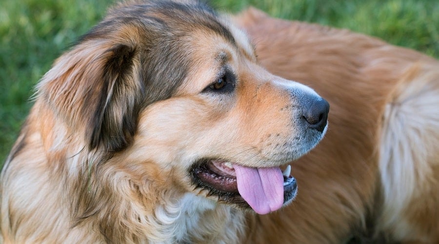 Healthy German Shepherd Golden Retriever mix
