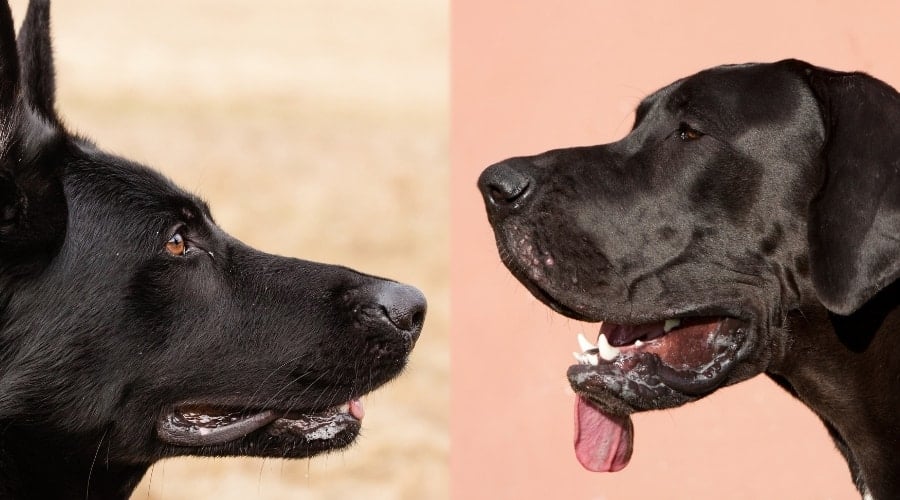 Healthy German Shepherd and Great Dane