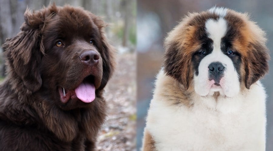 Healthy Giant Breed Dogs Outdoors