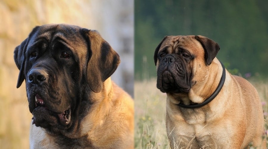 Healthy Giant Breeds in Field