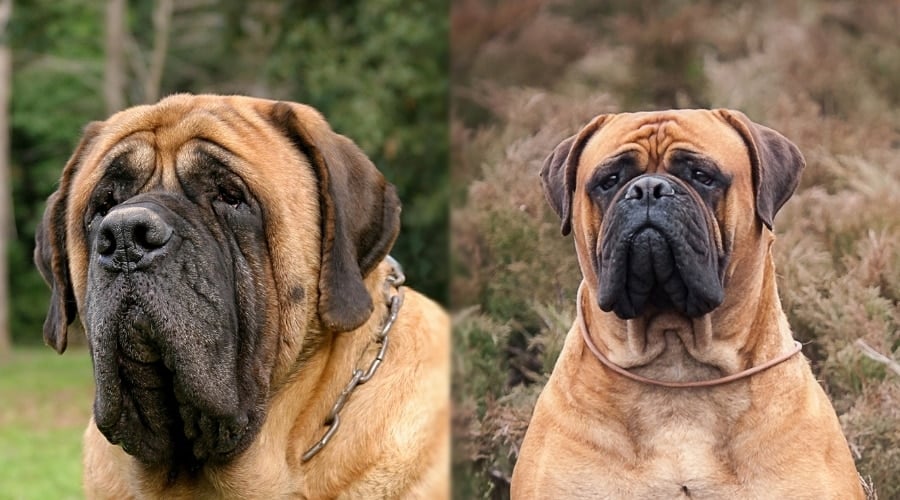 Healthy Giant Dogs Outside