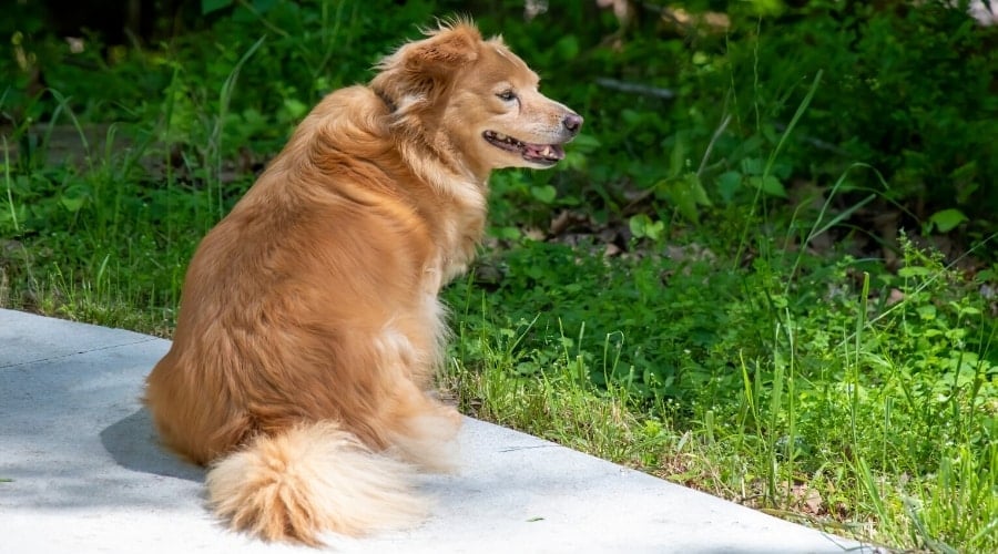 Healthy Golden Aussie