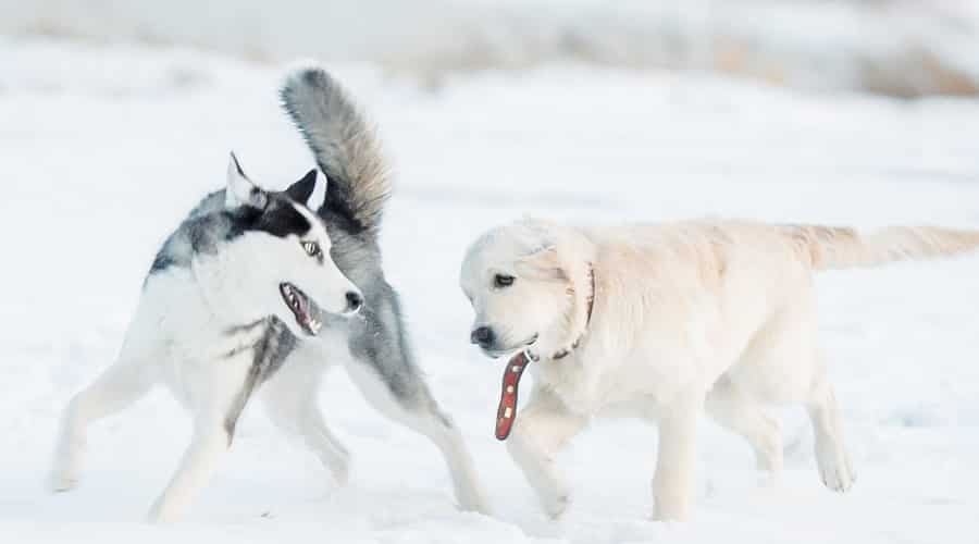 Healthy Husky and Golden Retriever Playing