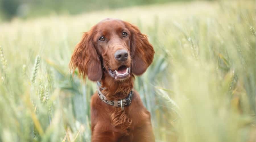 Healthy Irish Setter in Field
