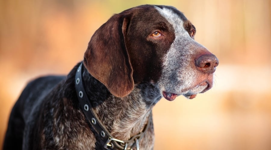 Healthy Liver and White Colored Dog