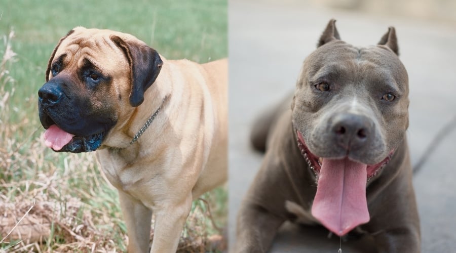 Healthy Mastiff and Healthy Pitbull