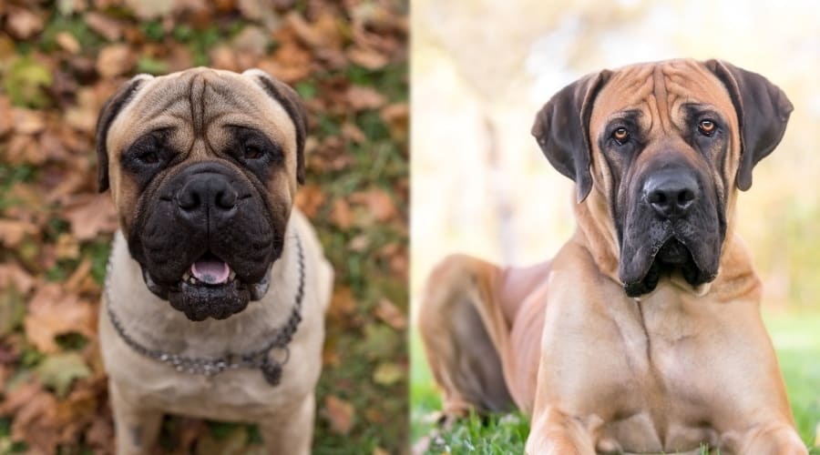 Healthy Molosser Dogs