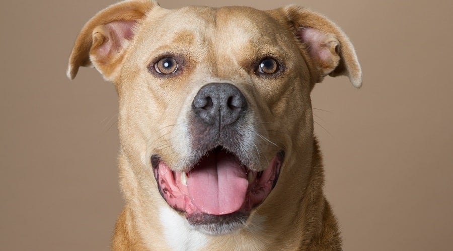 Healthy Pitador Dog