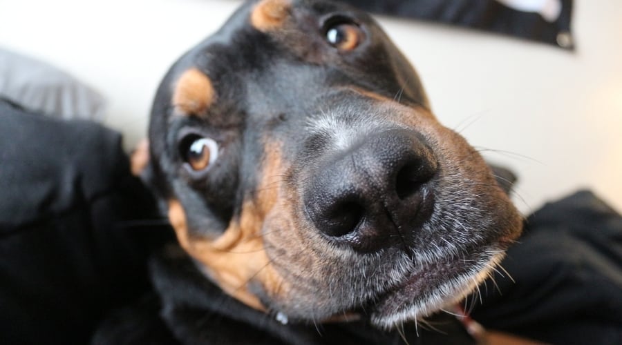 Healthy Pitbull Rottie mix on couch