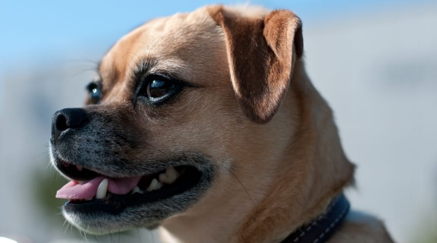 Healthy Puggle Dog