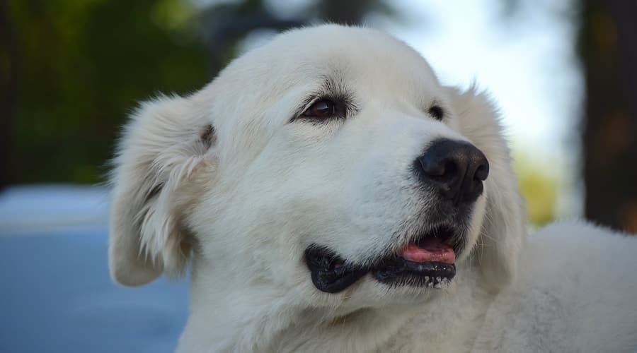 Healthy Pyrador Puppy