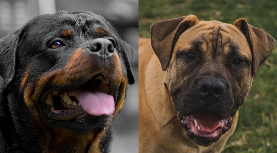 Healthy Rottie and Boerboel