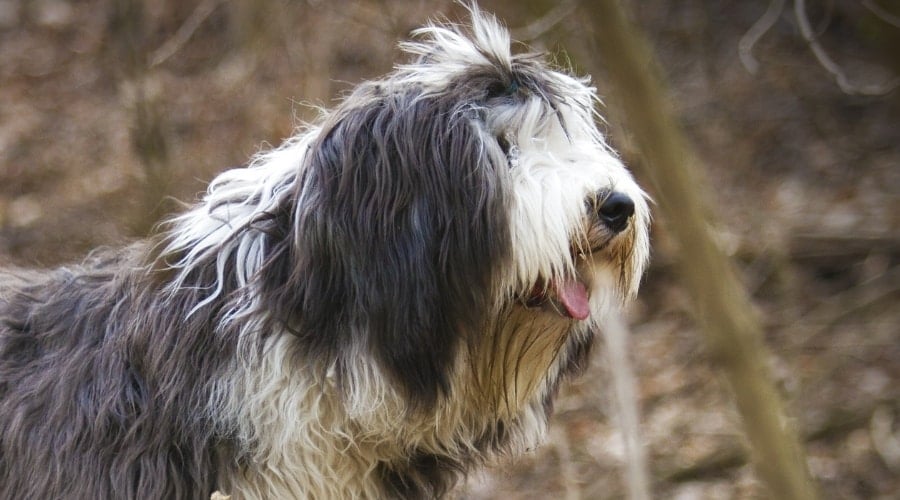 Healthy Shaggy Dog Outside