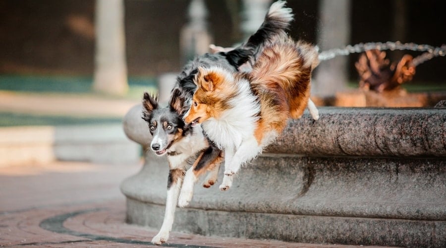 Healthy Sheepdogs Exercising