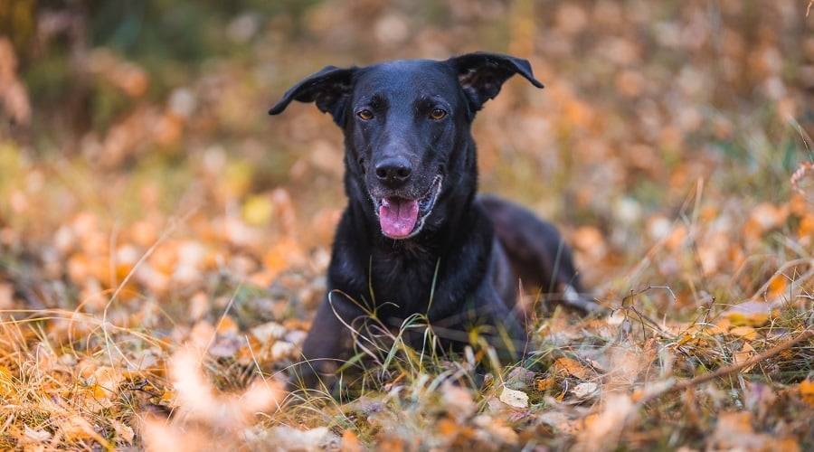 Healthy Sheprador in Field