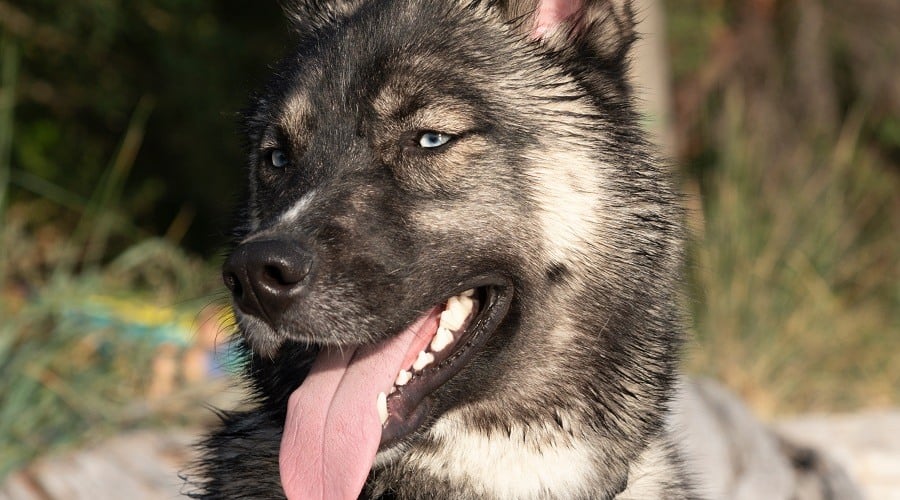 German Shepherd Husky Mix Blue Eyes