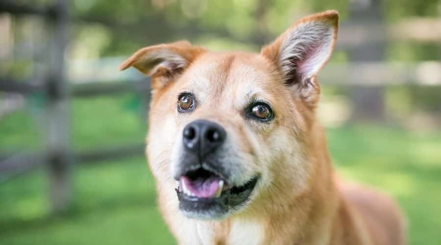 Healthy Shiba Inu Husky Mix