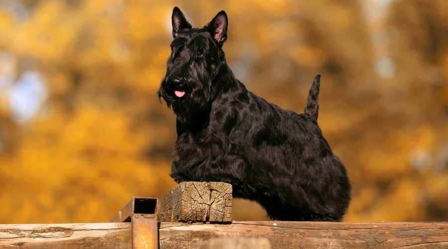 Healthy Small Black Dog Outdoors