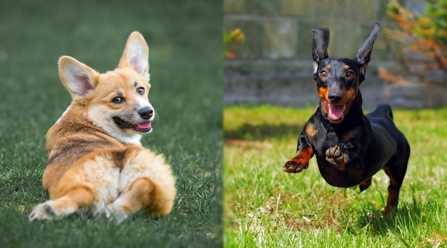 Healthy Small Breed Dogs Playing