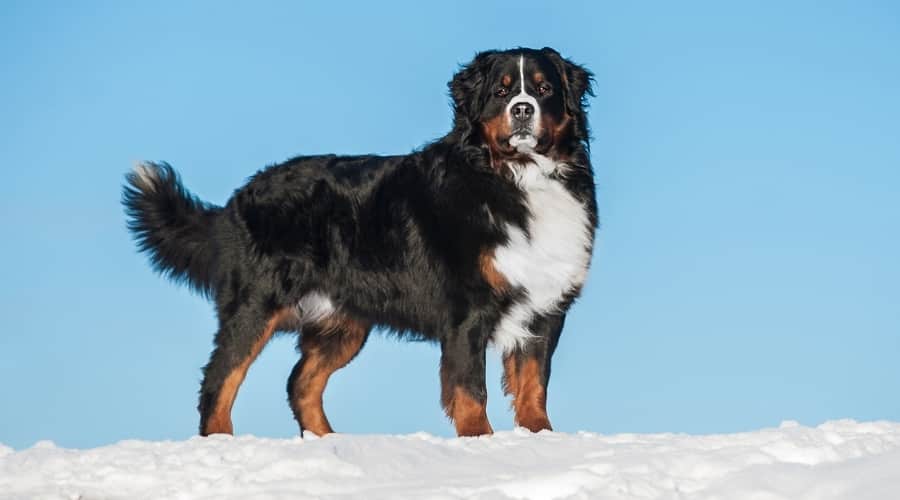 Healthy Tri Colored Dog in Snow
