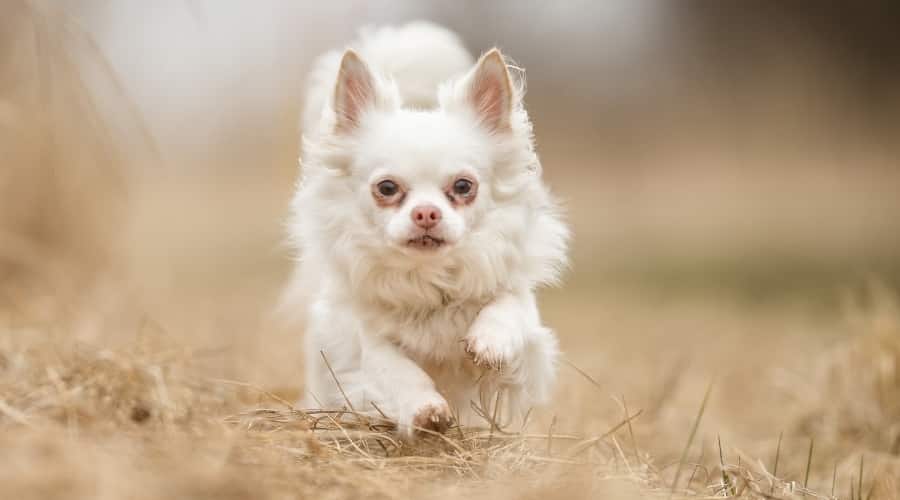 Healthy White Dog Running