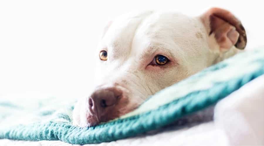 Healthy White Pitbull on couch.