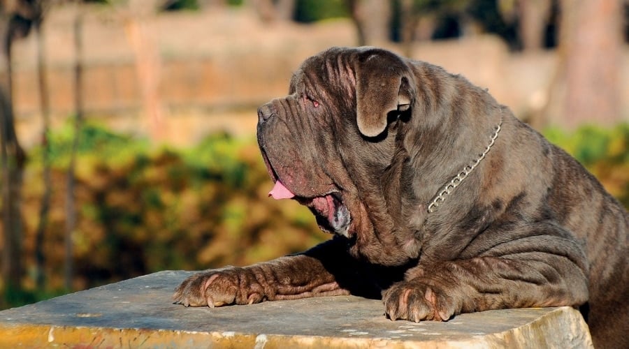 Heavy Black Dog Leaning on a Rock
