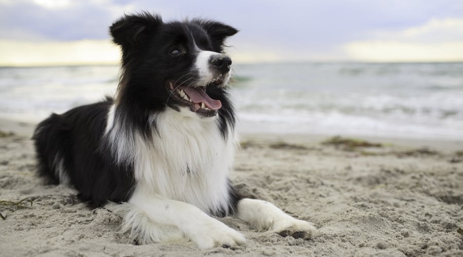Border Collie on the beach.