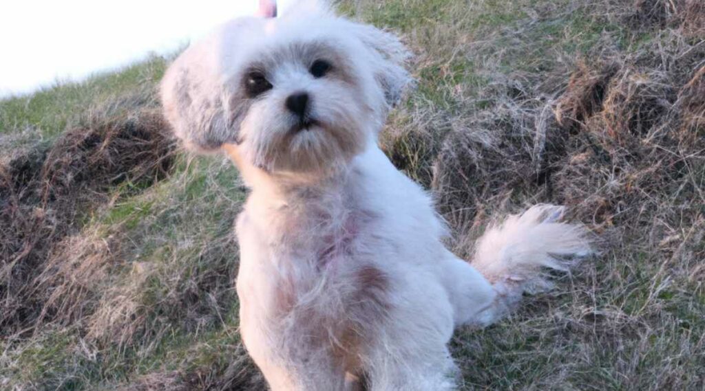 Highland Maltie sitting outside