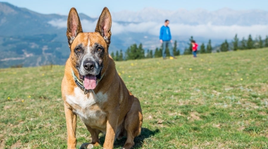 Highly Active Boxer Shepherd Outside