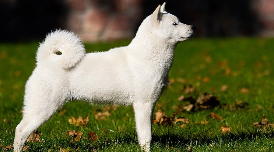 Hokkaido Dog in Field