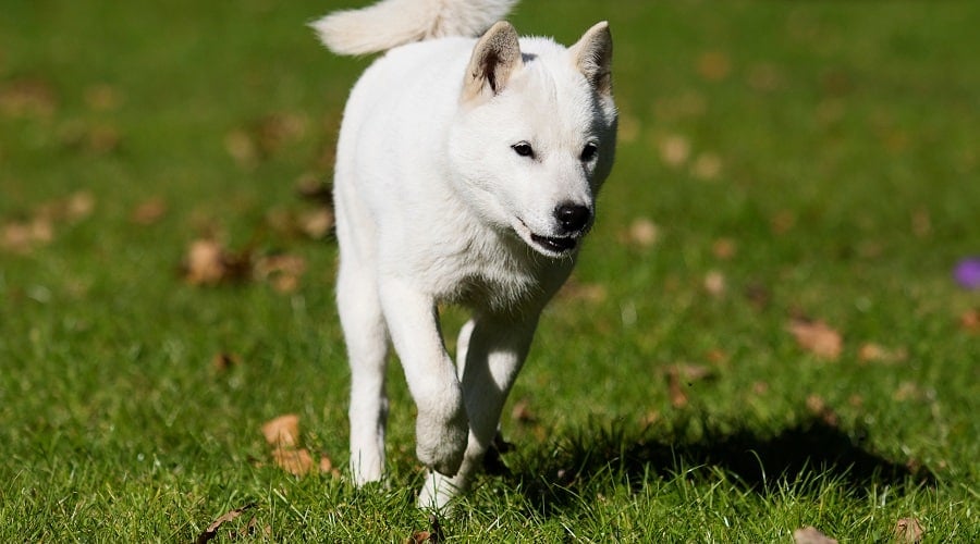 Hokkaido Dog