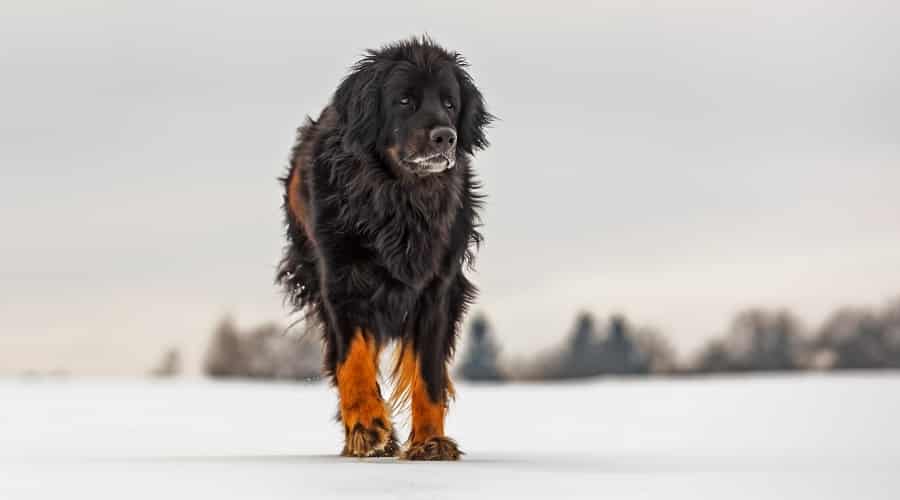 Hovawart Dog Outdoors
