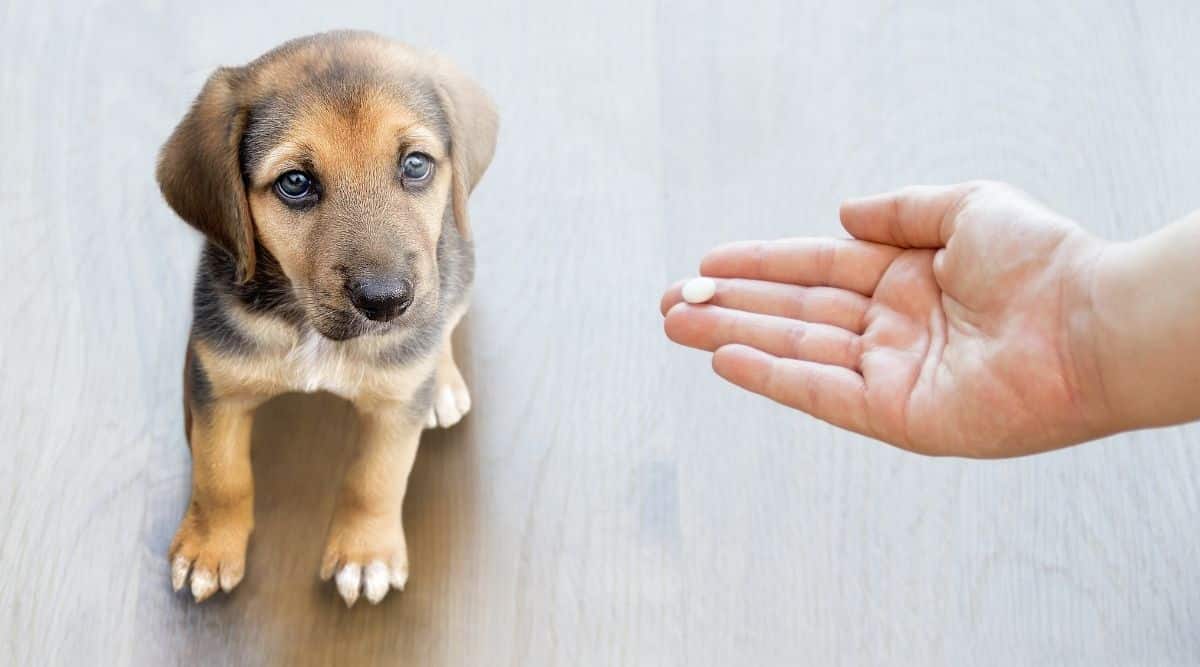 Pet owner's hand reaching out to give puppy a pill in hand.