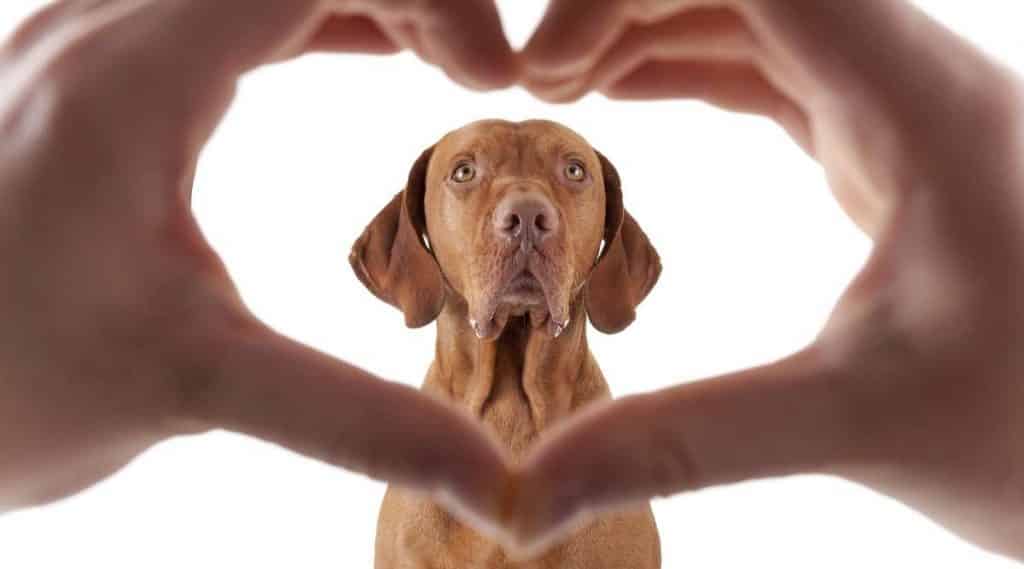 Heart shaped hands with dog in the middle.