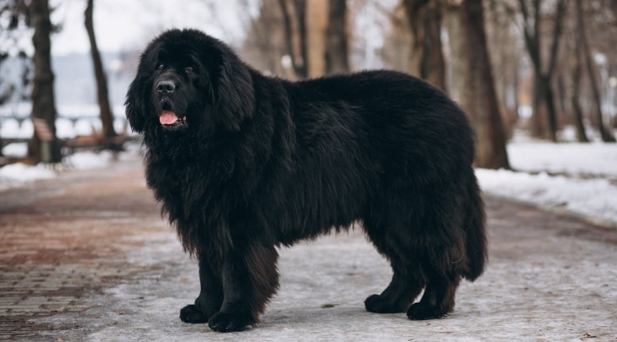 Huge Black Dog Standing on a Road