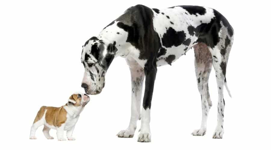 Huge dog next to small dog.
