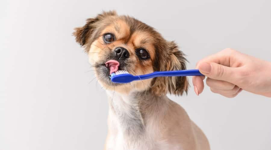Human Brushing Dog's Teeth