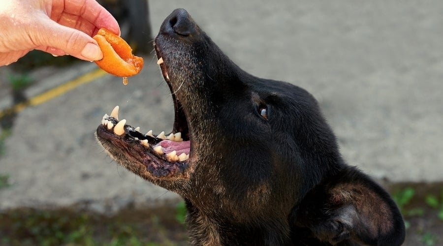Dog Eating Peach Flesh