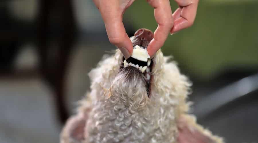 Human Hand Feeding Dog a Treat